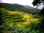 china_rice_terraces_-_guangxi-medium.jpg